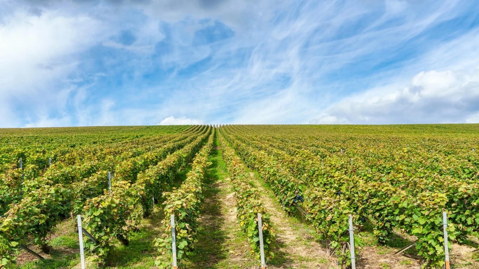 Sula vineyards Nashik